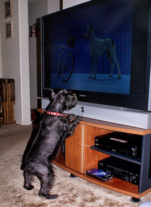 Pets Watching TV (78 pics)