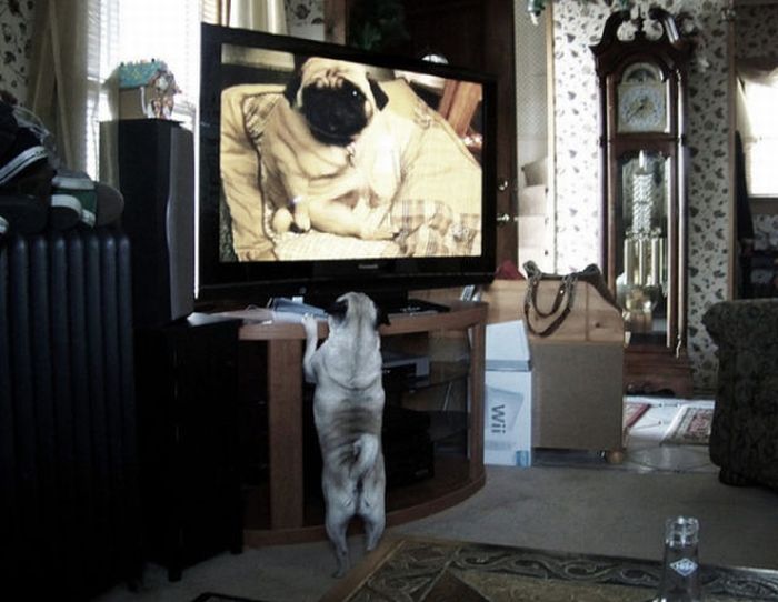 Pets Watching TV (78 pics)