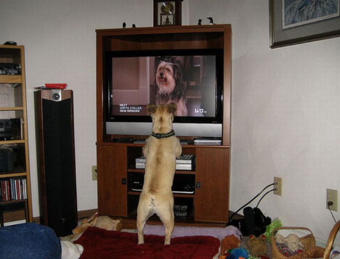 Pets Watching TV (78 pics)