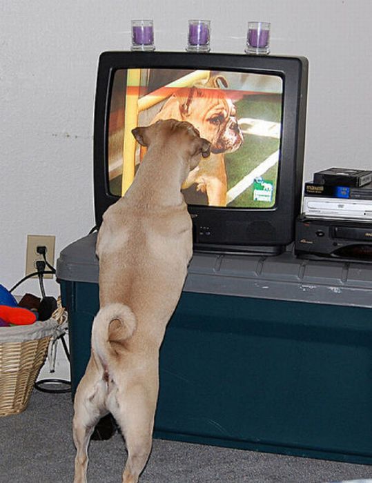 Pets Watching TV (78 pics)