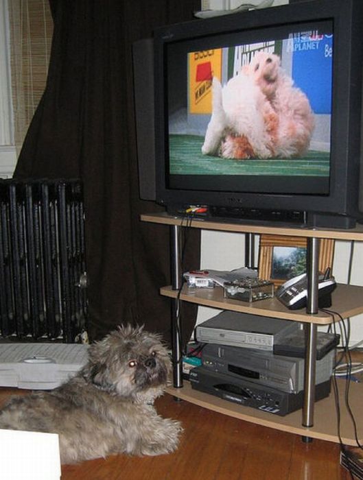 Pets Watching TV (78 pics)