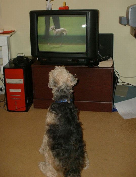 Pets Watching TV (78 pics)