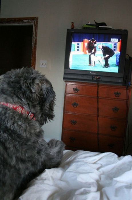 Pets Watching TV (78 pics)