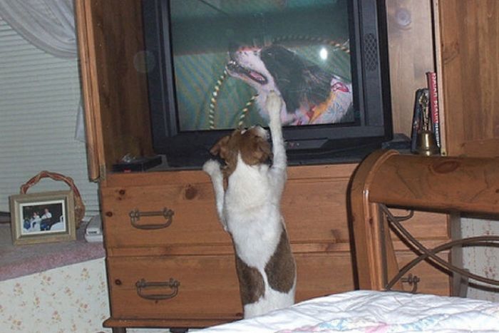 Pets Watching TV (78 pics)