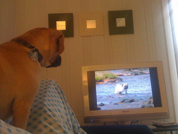 Pets Watching TV (78 pics)