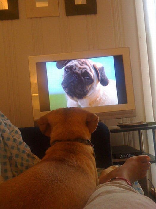 Pets Watching TV (78 pics)