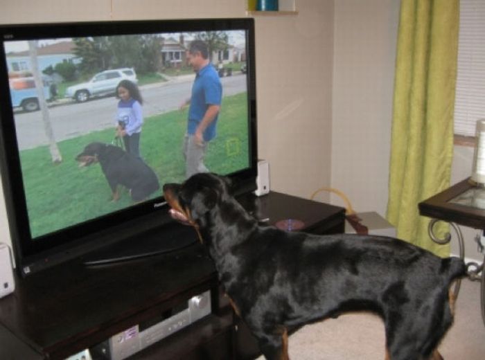 Pets Watching TV (78 pics)