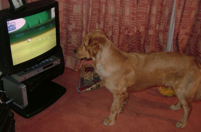 Pets Watching TV (78 pics)