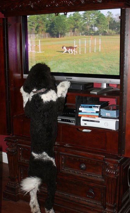 Pets Watching TV (78 pics)