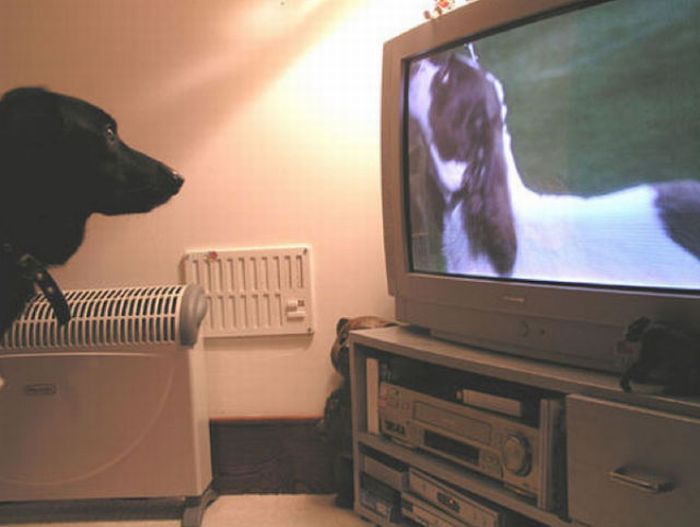 Pets Watching TV (78 pics)