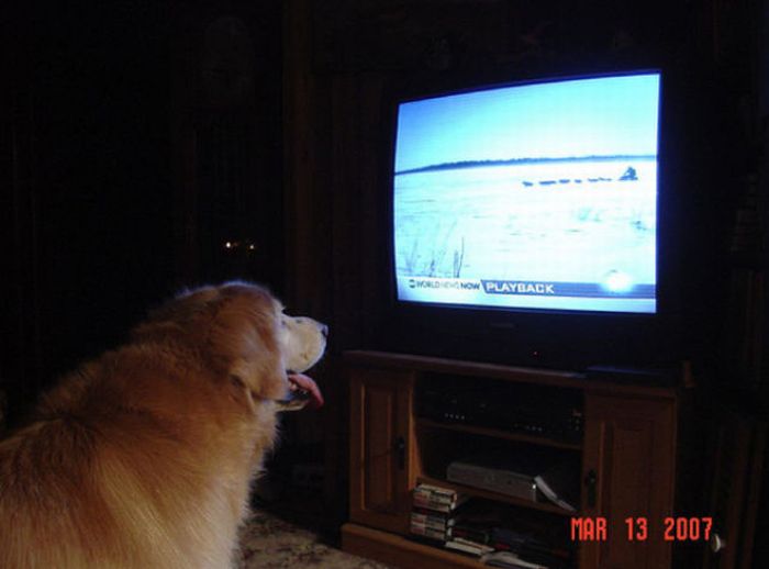 Pets Watching TV (78 pics)