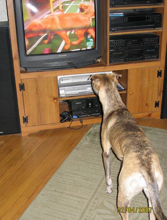 Pets Watching TV (78 pics)