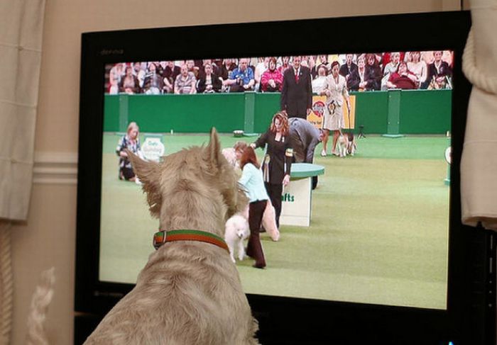 Pets Watching TV (78 pics)