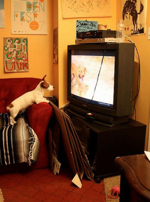 Pets Watching TV (78 pics)