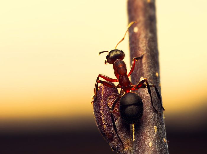 Macro Photography by Joni Niemela (23 pics)