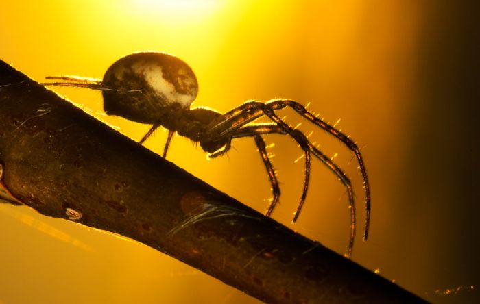 Macro Photography by Joni Niemela (23 pics)
