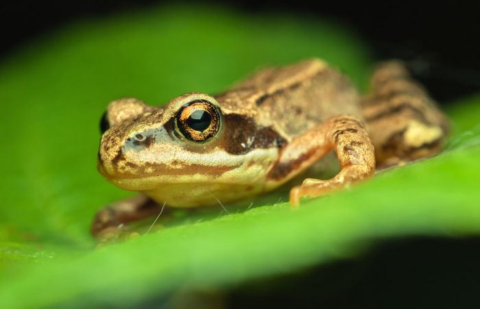 Macro Photography by Joni Niemela (23 pics)