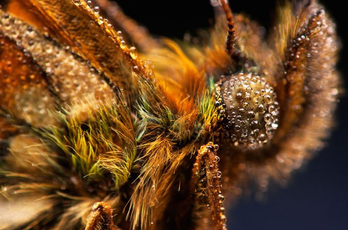 Macro Photography by Joni Niemela (23 pics)