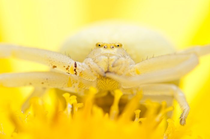 Macro Photography by Joni Niemela (23 pics)
