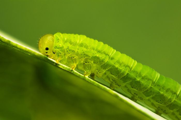Macro Photography by Joni Niemela (23 pics)