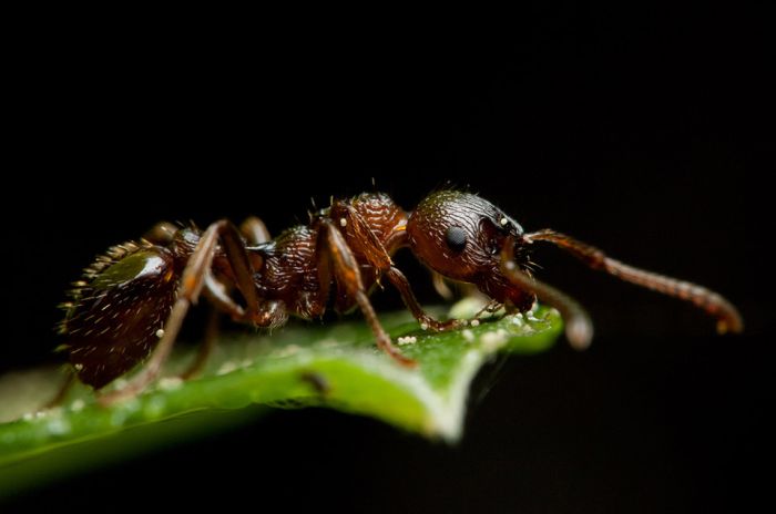 Macro Photography by Joni Niemela (23 pics)