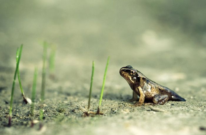 Macro Photography by Joni Niemela (23 pics)