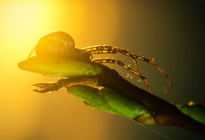 Macro Photography by Joni Niemela (23 pics)