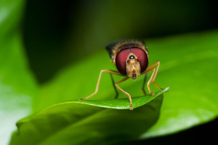 Macro Photography by Joni Niemela (23 pics)