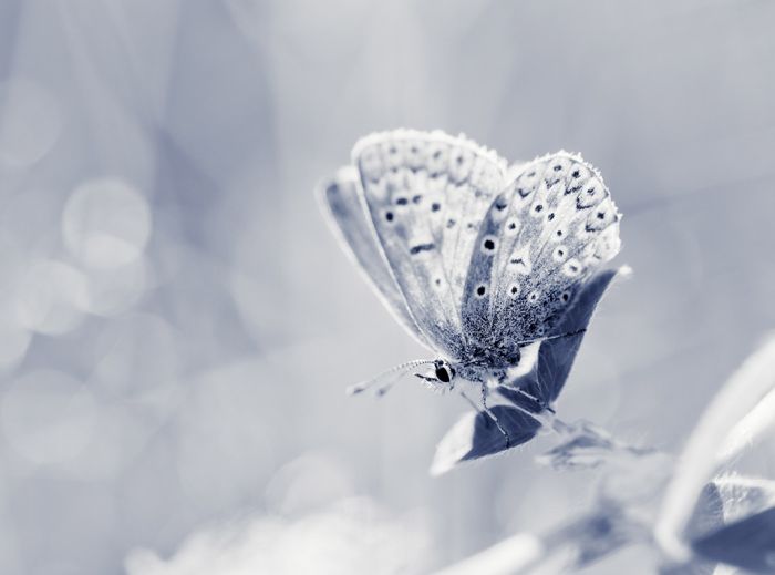 Macro Photography by Joni Niemela (23 pics)
