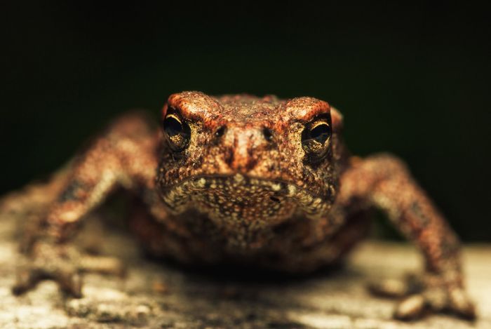Macro Photography by Joni Niemela (23 pics)
