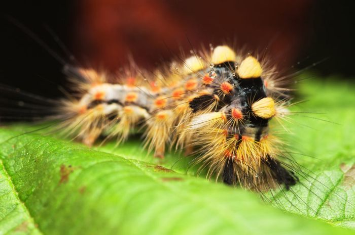 Macro Photography by Joni Niemela (23 pics)