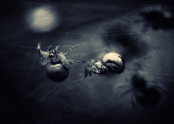Macro Photography by Joni Niemela (23 pics)