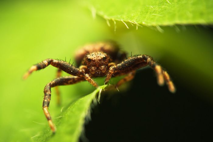 Macro Photography by Joni Niemela (23 pics)