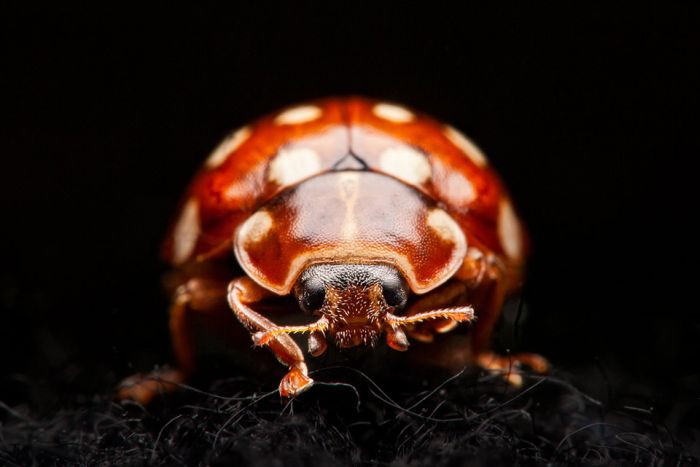 Macro Photography by Joni Niemela (23 pics)
