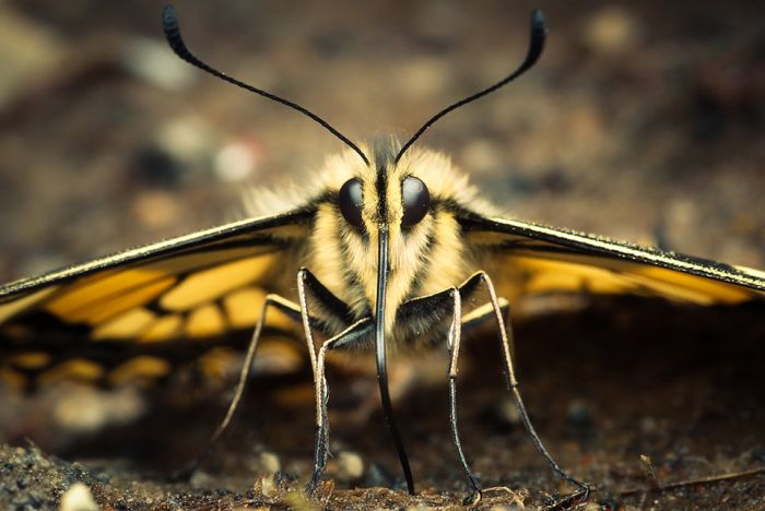 Macro Photography by Joni Niemela (23 pics)
