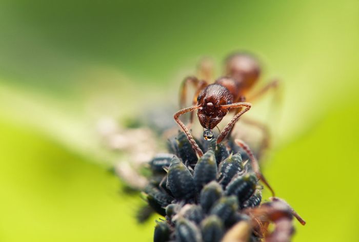 Macro Photography by Joni Niemela (23 pics)