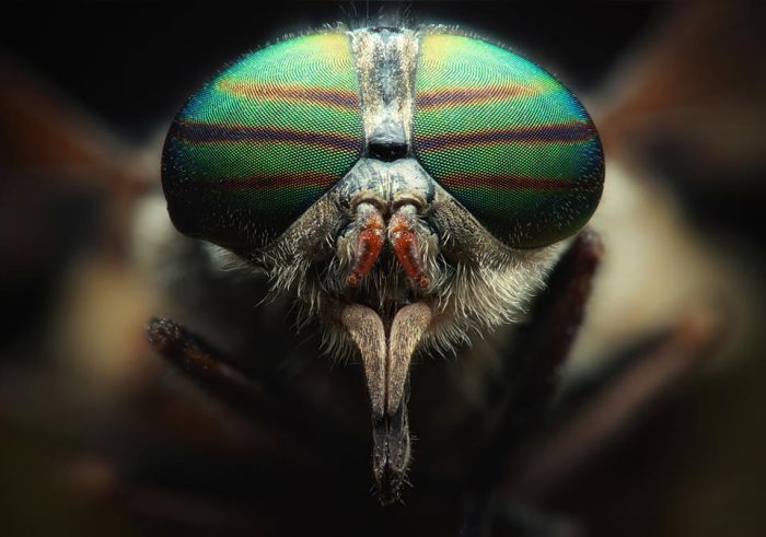 Macro Photography by Joni Niemela (23 pics)