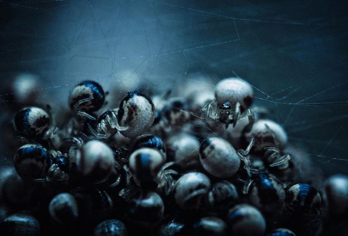 Macro Photography by Joni Niemela (23 pics)