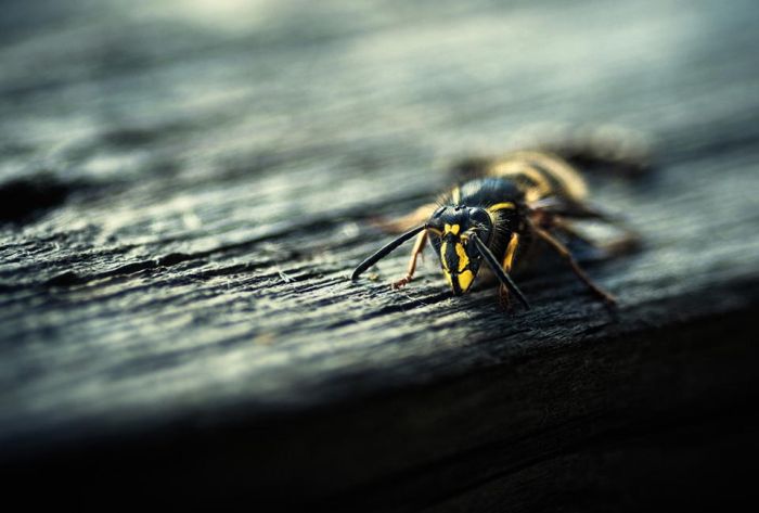 Macro Photography by Joni Niemela (23 pics)
