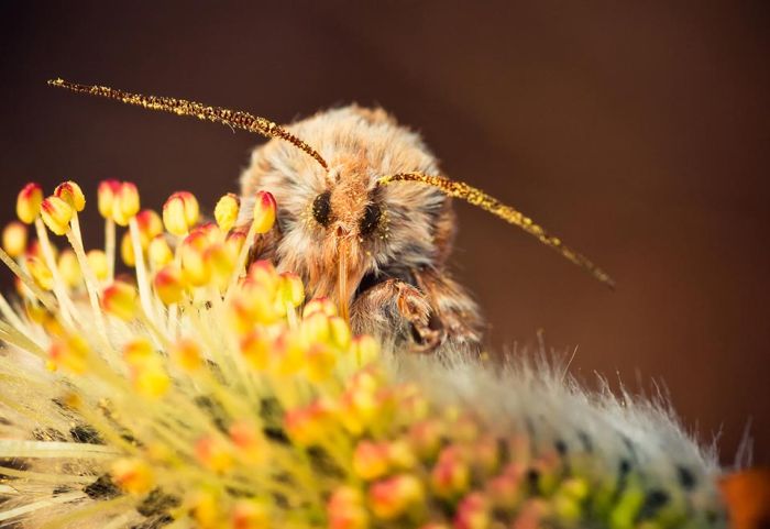 Macro Photography by Joni Niemela (23 pics)