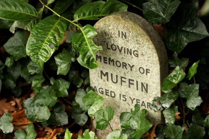 Pet Cemetery in London's Hyde Park (8 pics)