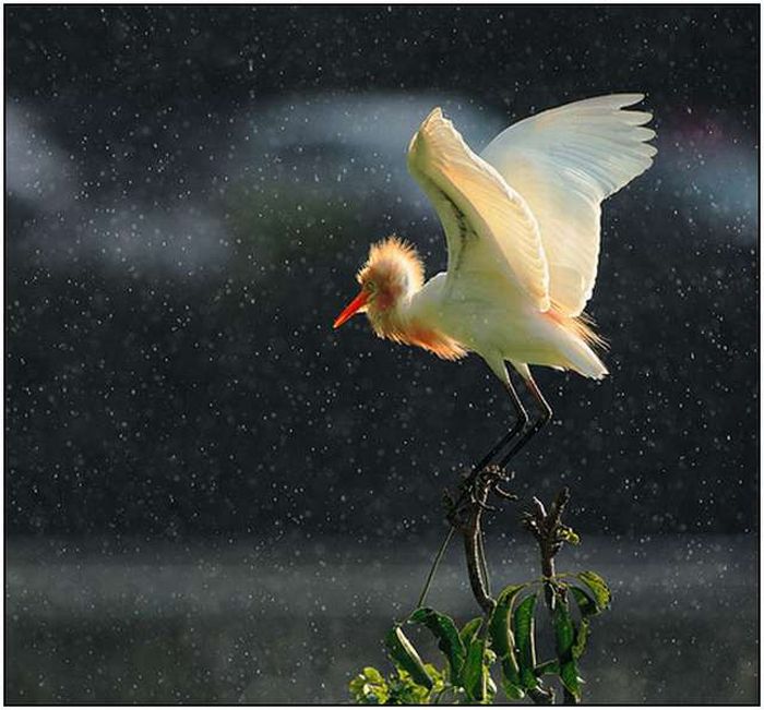 Beautiful Rain Photos (28 pics)