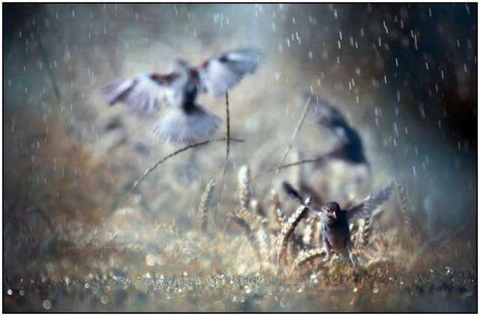 Beautiful Rain Photos (28 pics)