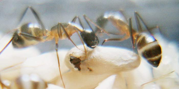 The Birth of an Ant (10 pics)
