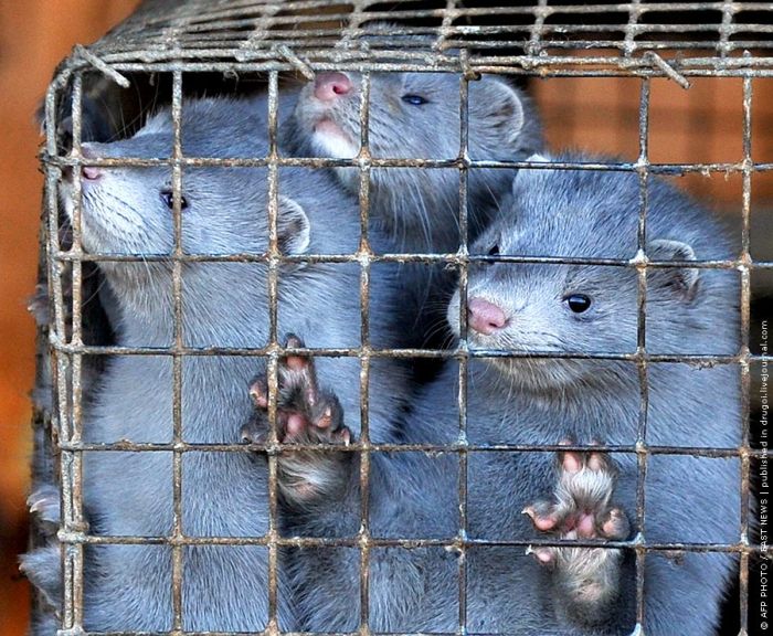 They Die Because People Want Their Fur (10 pics)
