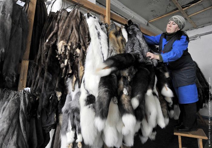 They Die Because People Want Their Fur (10 pics)