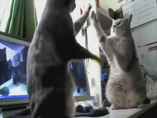 Talking Cats Play Pattycake