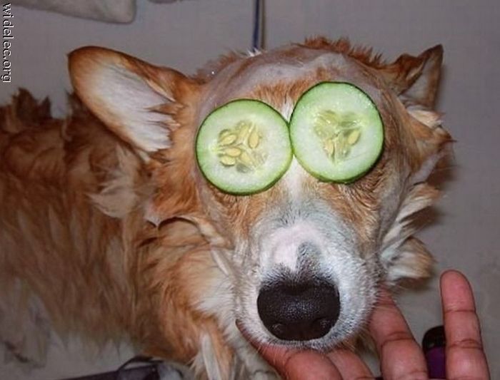 Funny Dogs (110 pics)