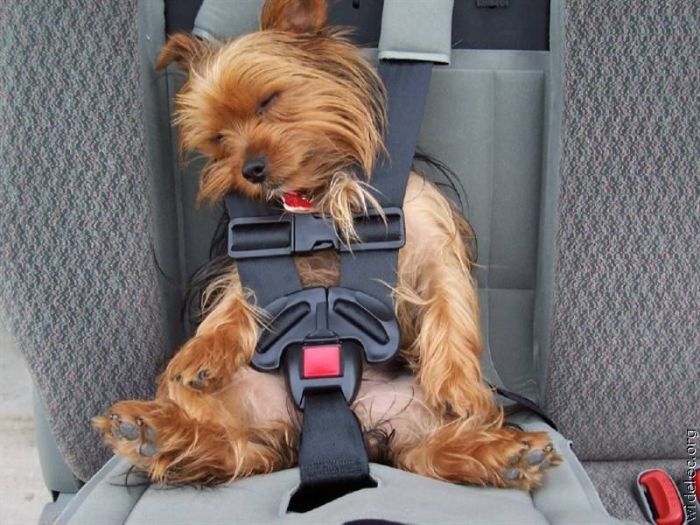 Funny Dogs (110 pics)