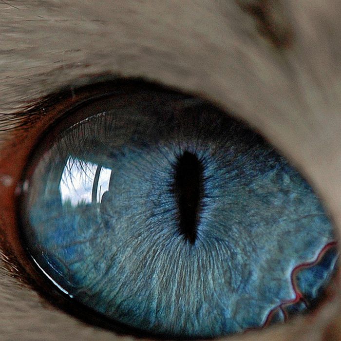 Your Beautiful Eyes (20 pics)